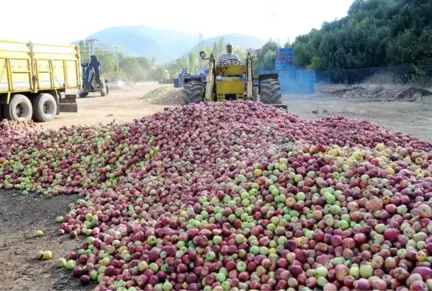 Türkiye'de Yılda 500 Bin Ton Elma Çöpe Gidiyor