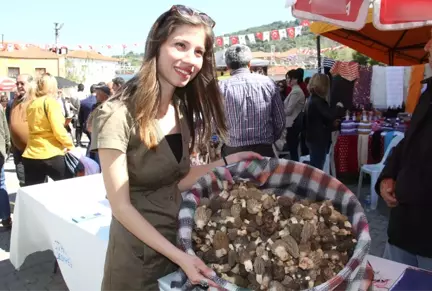 Fethiye'de Kuzugöbeği Mantarı Festivali Başladı