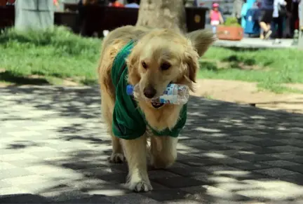 4 Ay Önce Barınağa Bırakılan Abdiş Köpek, Sokakta Çöp Topluyor