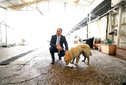 Yaralı Köpeğin Hayatını Malatya Belediye Başkanı Kurtardı