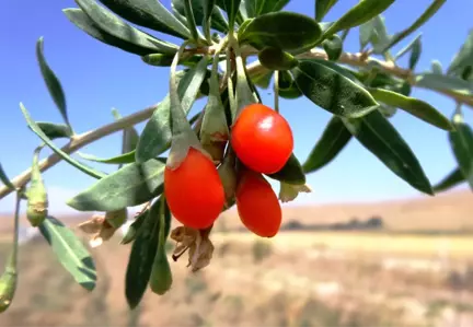 Mutluluk Meyvesi Goji Berry Van'da Üretildi