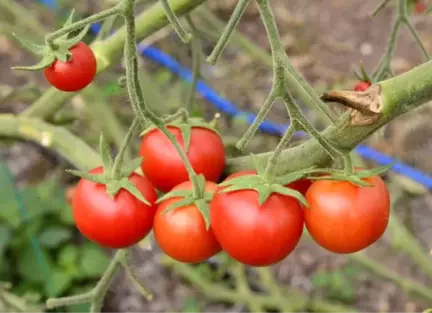 Domatesin Kilosu Üreticide 30 Kuruşa Düştü