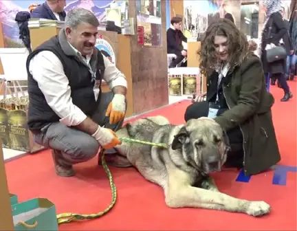 25 Bin TL Teklif Edilen Damızlık Köpeği Satmadı