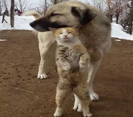 Tunceli'de Kedi ve Köpeğin Dostluğu