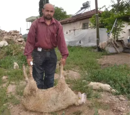 Yanlış Aşı Vurulan Koyunlardan 8'inin Telef Olduğu Iddiası