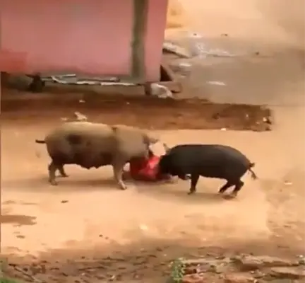 Domuzlar Kadına Böyle Saldırdı