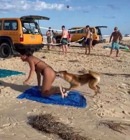 Avustralya'da güneşlenen kadın yaban köpeği saldırısına uğradı