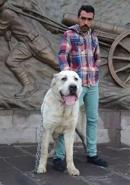 Kangal Köpekli Hollanda Tepkisi: Yürekleri Varsa Getirsinler