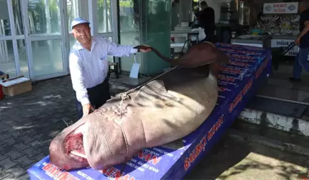 1 Ton 200 Kiloluk Köpek Balığı Yakalandı