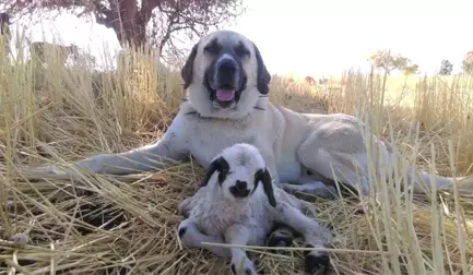 Kangal Köpeği, Doğduğu Fark Edilmeyen Kuzunun Başında Sabaha Kadar Bekledi