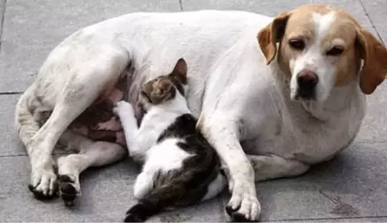 Sokak Köpeği Emzirdiği Kedi Yavrusuna Annelik Yapıyor