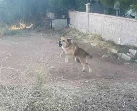 Köpeğin saldırıp boynunu ısırdığı çocuk dehşeti yaşadı