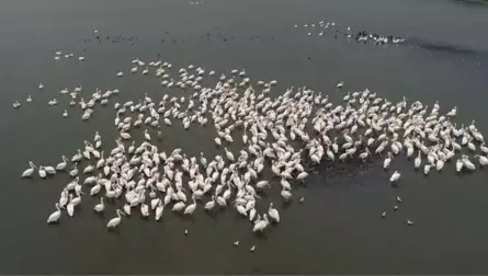 Manyas Kuş Cenneti'nin Ak Misafirleri