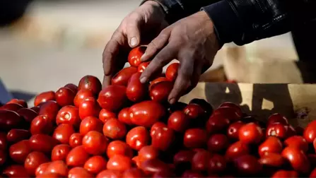 Rusya, Türk Domatesine Ekim-Mayıs Arası Kapıları Açacak