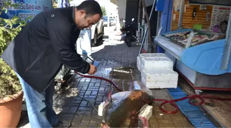 Manisalı Balıkçılar Baraj Gölünde 2,5 Metrelik Yayın Balığı Yakaladı