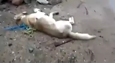 Kırıkkale'de Köpeklerin Zehirli İğne ile Katledildiği İddiası Vatandaşları Ayağa Kaldırdı