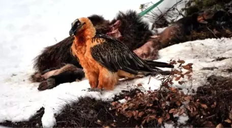 Çok Nadir Görülen Sakallı Akbaba, Artvin'de Foto Kapanla Görüntülendi