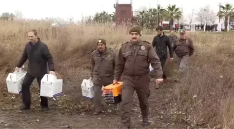 Akaryakıt Sızıntısından Etkilenen Kuşlar, Tedavi Sonrası Doğaya Bırakıldı