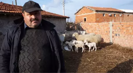 Dolandırıcılara Kanan Köylüler, Bine Yakın Küçükbaş Hayvanından Oldu