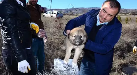 Rögardaki Havlama Seslerini Duyan Adam, Yavru Köpeğin Hayatını Kurtardı