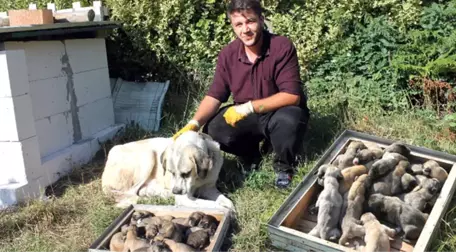 Kangal Cinsi Köpek Tek Seferde 17 Yavru Doğurdu