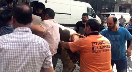 İstanbul'da Kurban Pazarından Kaçan Boğa, 3 Kişiyi Yaraladı