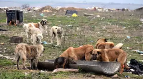 Edirne'de 500 Köpek Birden Ortadan kayboldu