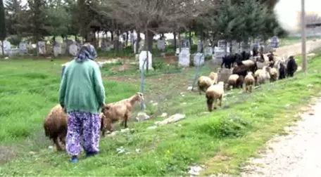 Sınırda Yaşam Mücadelesi! 86 Yaşındaki Nine, Silah Sesleri Arasında Çobanlık Yapıyor