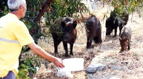 Vatandaşlar, Aç Kalıp İlçe Merkezine İnen Domuzları Elleriyle Besledi