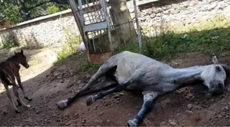 Merak Edilen Soru Yanıt Buldu! Adalar'da Faytona Koşulan Atların Ömrü 2 Yılmış