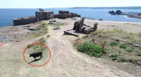 Boğaz'ın İncisi Rumeli Feneri Kalesi, İneklere Terk Edildi