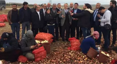 CHP Heyeti, Polatlı'da Bulunan Soğan Depolarını Gezdi