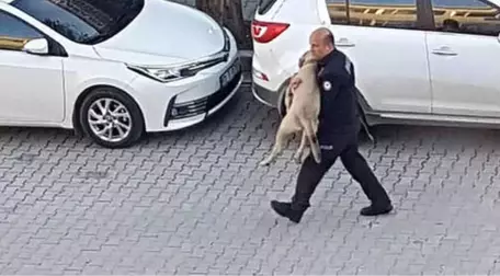 Polis Memuru, Otomobilin Çarptığı Yaralı Köpeği Veteriner Kliniğine Kadar Kucağında Taşıdı