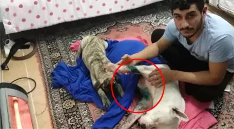 Satırlı Saldırıya Uğrayan Köpek, Göğsünden Yaralandı