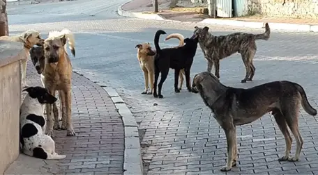 Çöp Atmaya Giden Yaşlı Adam, Sokak Köpeklerinin Saldırısına Uğradı