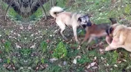 Yolunu Şaşırıp Köye İnen Kurdu, Kangal Köpekleri Telef Etti