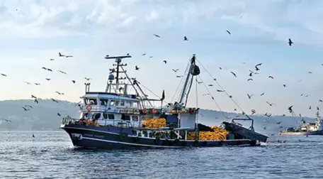 Akdeniz Kıyılarında Zehirli Aslan Balığı Tehlikesi Ortaya Çıktı