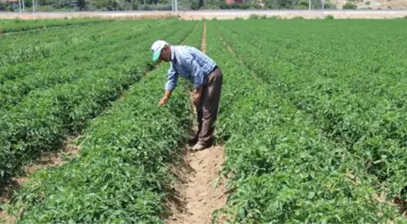 Domatesin fiyatı tarlada 50 kuruşa düştü