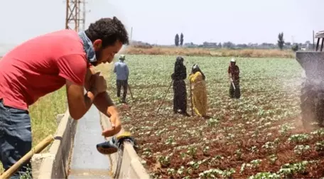 50 lira yevmiye ile 50 derece sıcaklıkta çalışıyorlar