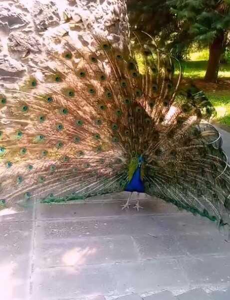 Gürültü yapan tavus kuşu CİMER'e şikayet edildi