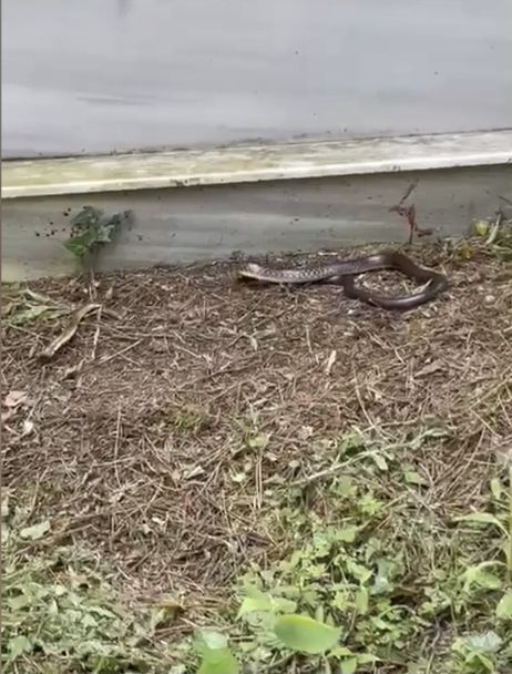 İstanbul'da 7 ilçede yılan görüldü, vatandaşlar tedirgin