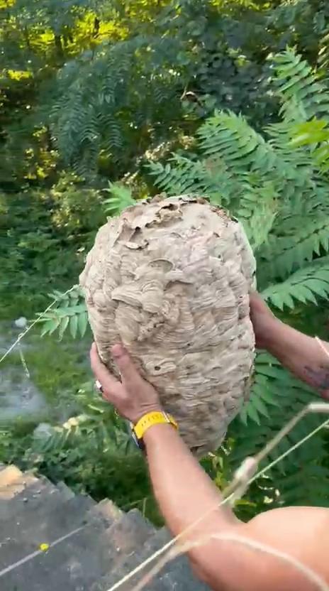 Metruk evdeki dev arı yuvası mahalleliye kabusu yaşattı