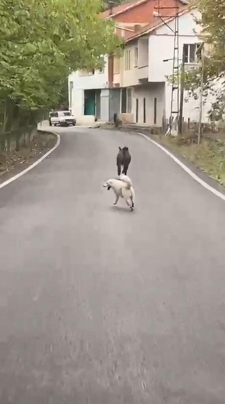 Sesleri duyup arkasına dönen adam hayatının şokunu yaşadı