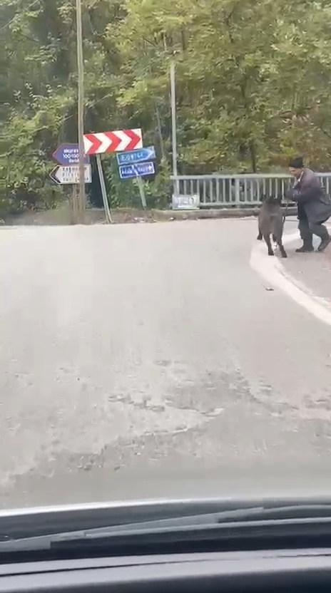 Sesleri duyup arkasına dönen adam hayatının şokunu yaşadı