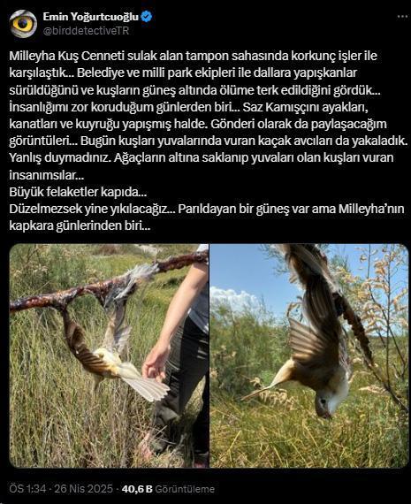 Bunun adı saf kötülük! Dallara yapışkan sürüp kuşları ölüme terk ettiler