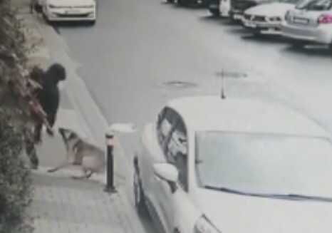 Başıboş köpekler mahallelinin kabusu oldu! Gelene geçene böyle saldırmışlar