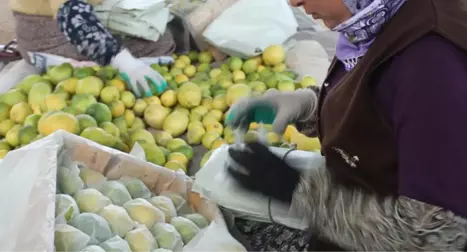 Limon Ürericileri