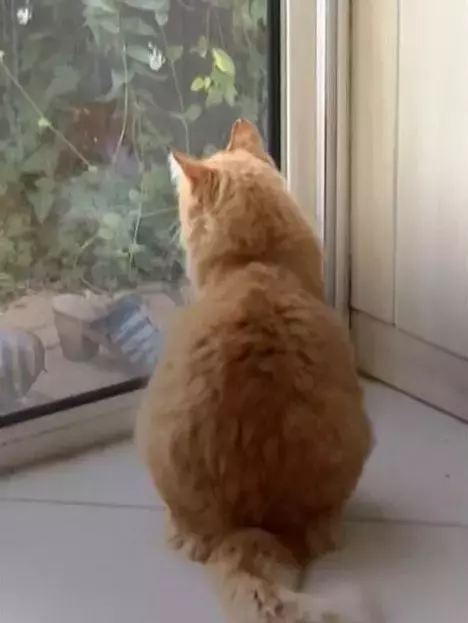 Dünyanın ilk ev hapsi alan kedisi! Suçlamalar ağır