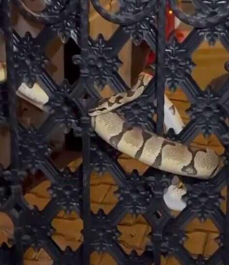 Bahçe kapısına dolanan pitonu görenler gözlerine inanamadı