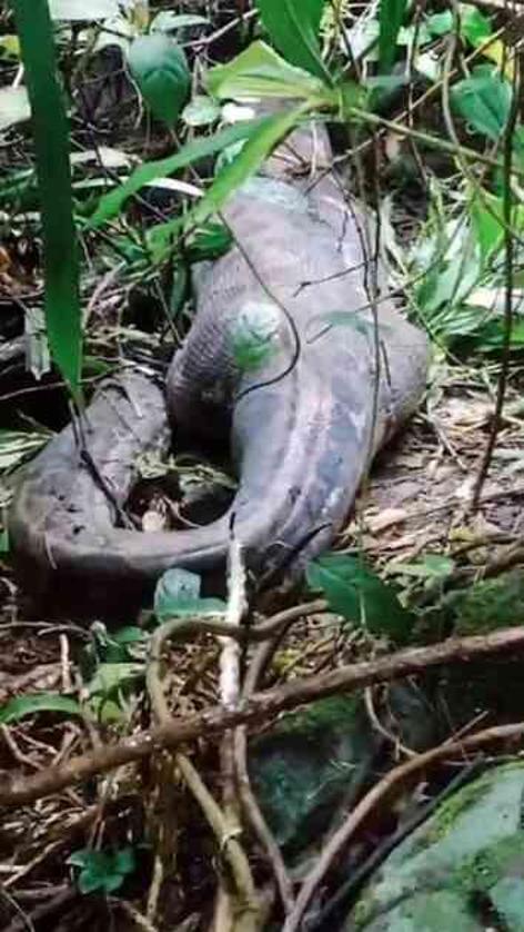 Endonezya'da ormanda yürüyen kadın, 30 metrelik piton tarafından öldürüldü